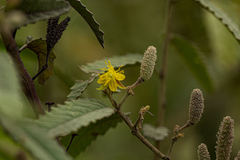 Corchorus kirkii image