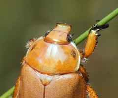 Anoplognathus viriditarsis