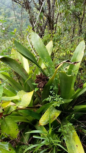 Antilles lacebark (Hohenbergia antillana)