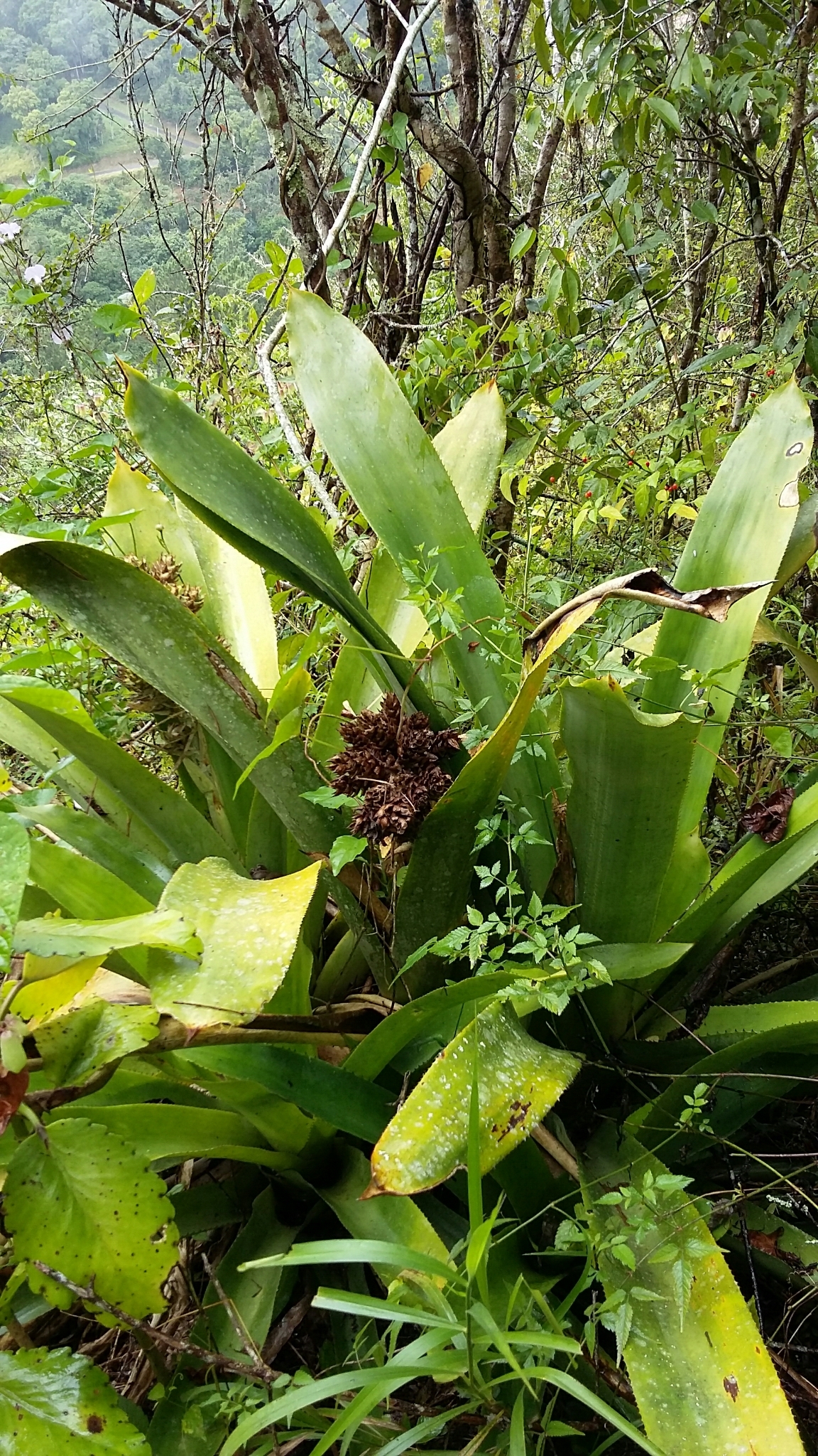 Wittmackia antillana