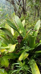 Wittmackia antillana