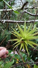 Guzmania berteroniana
