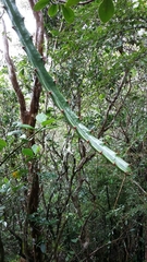 Selenicereus triangularis