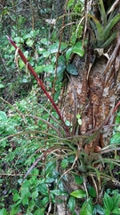 Tillandsia variabilis