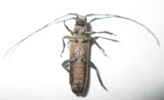 Planodema bimaculata