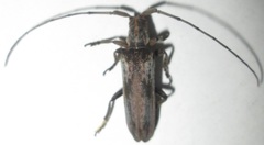 Planodema bimaculata