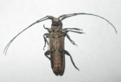 Planodema bimaculata