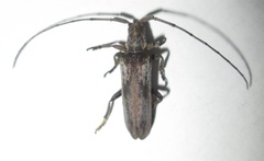 Planodema bimaculata