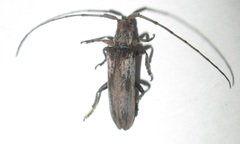 Planodema bimaculata