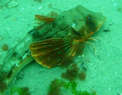 Chelidonichthys lucerna
