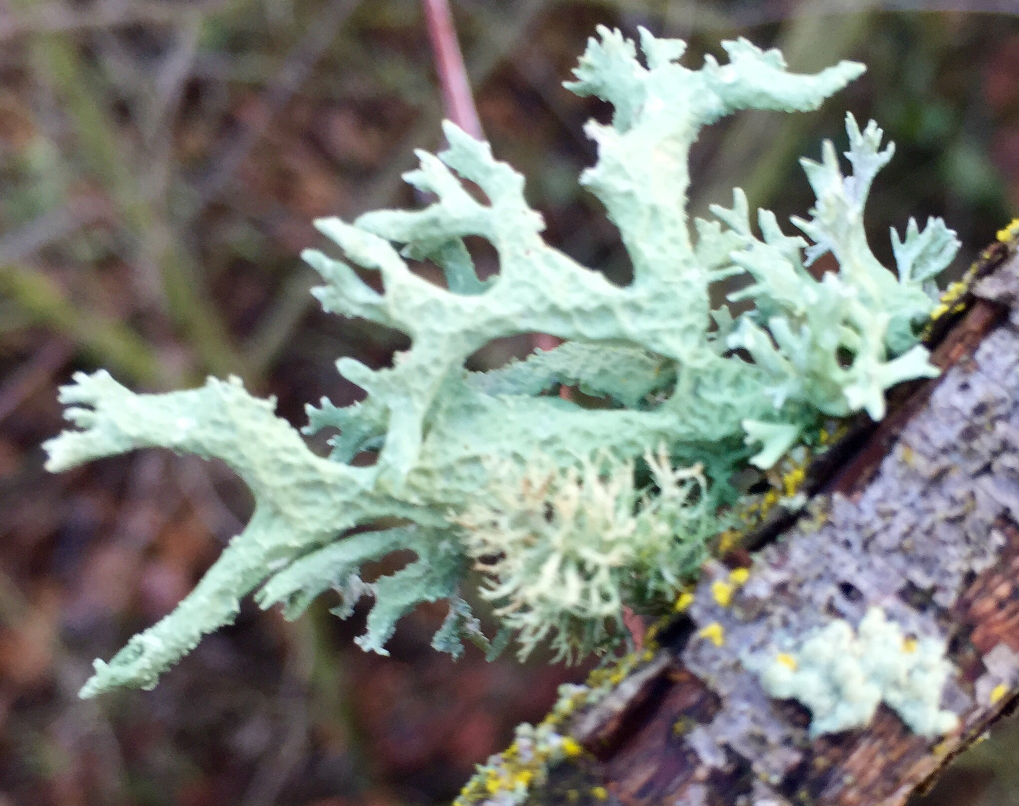 Evernia prunastri image