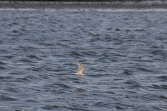 Sterna hirundo hirundo