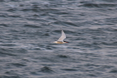 Sterna hirundo hirundo