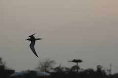 Sterna hirundo hirundo