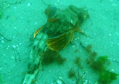 Chelidonichthys lucerna