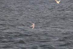 Sterna hirundo hirundo