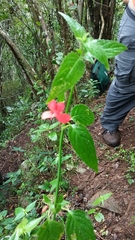 Ruellia coccinea