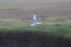Sterna hirundo hirundo