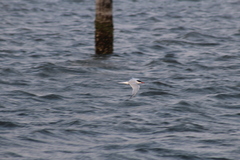 Sterna hirundo hirundo
