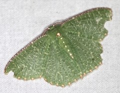 Eucyclodes metaspila