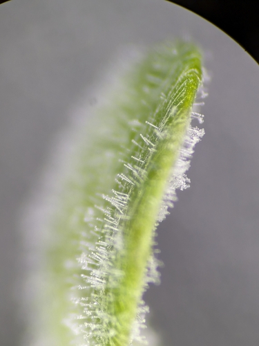 Willowherb Mildew