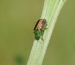 Calomela parilis