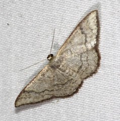 Idaea coercita