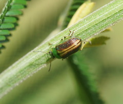 Calomela parilis