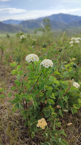 Spiraea trilobata