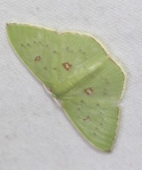 Comostola leucomerata