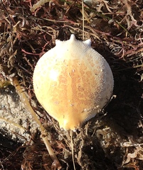 Persephona aquilonaris