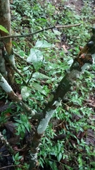 Zanthoxylum schreberi