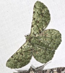 Aeolochroma hypochromaria