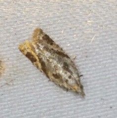 Euphona euphona