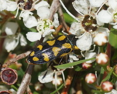 Castiarina octospilota