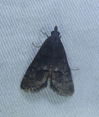 Diplopseustis perieresalis