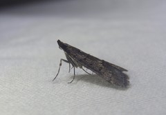 Diplopseustis perieresalis