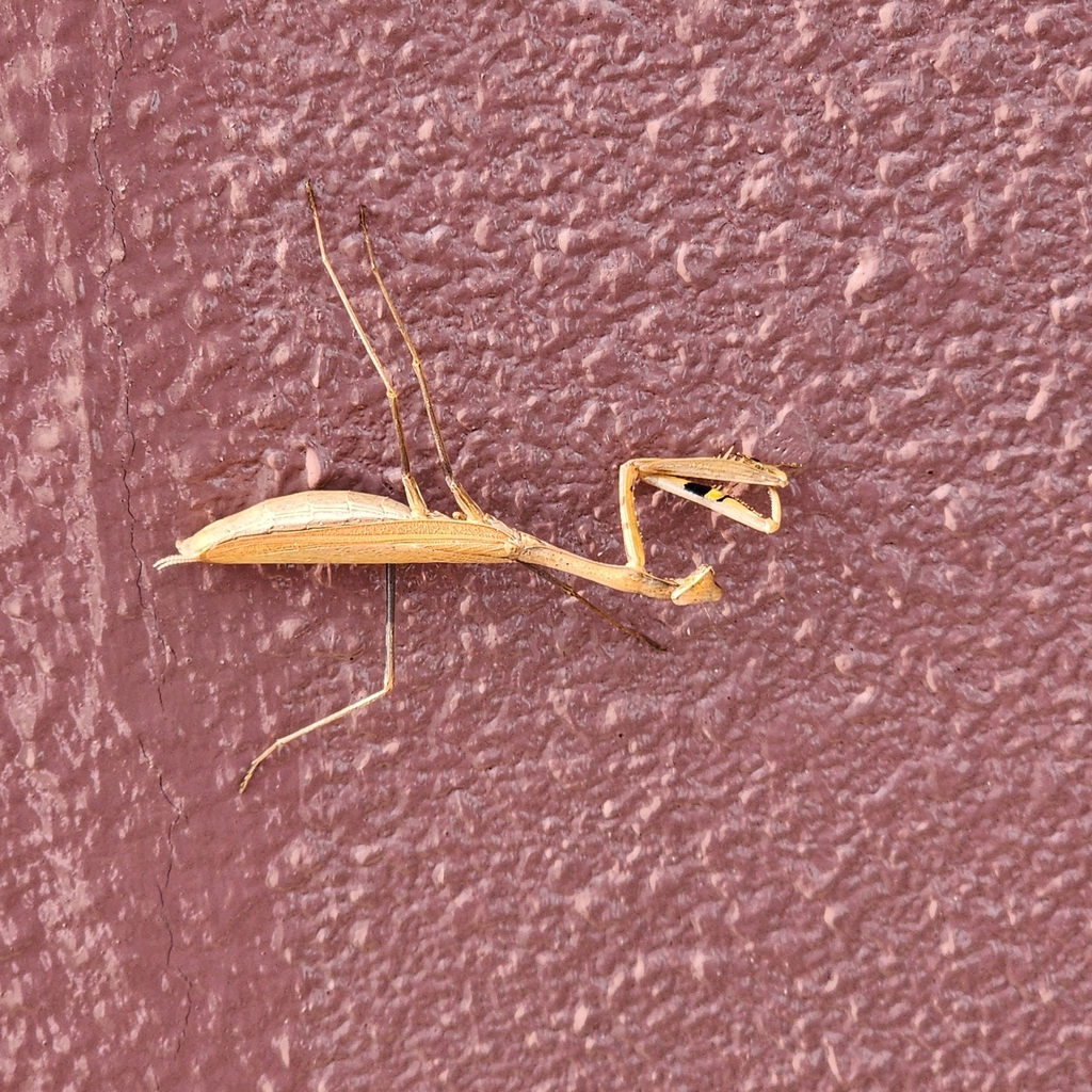 Statilia nemoralis in May 2023 by pentagrime · iNaturalist