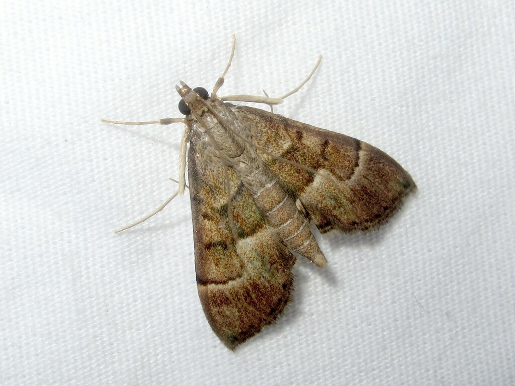 Omiodes monogona