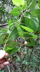 Dioscorea cordata