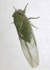 Glaucopsaltria viridis