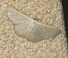 Idaea uniformis