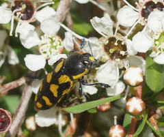 Castiarina octospilota
