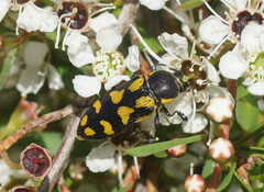 Castiarina octospilota
