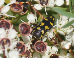 Castiarina octospilota