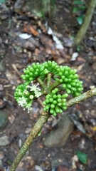 Dendropanax laurifolius