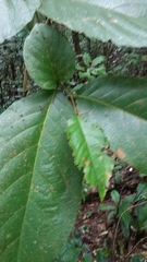 Cordia sulcata