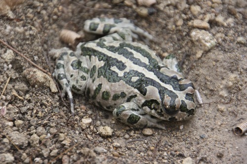 Cyprian Green Toad, Bufotes cypriensis