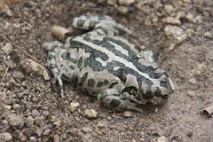 Cyprus Green Toad photo 3