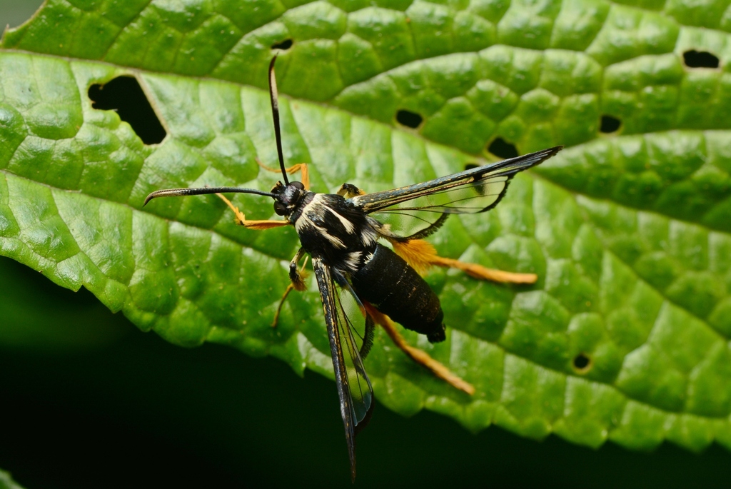 Teinotarsina